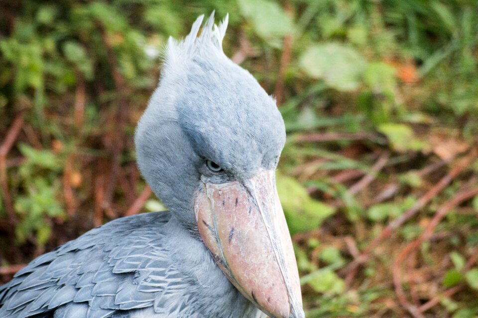 Animals blue bird wader
