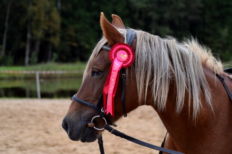 Ribbon portrait chestnut photo