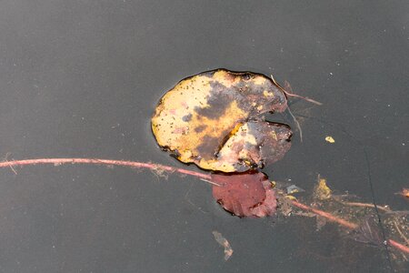 Lily pad beech leaf water