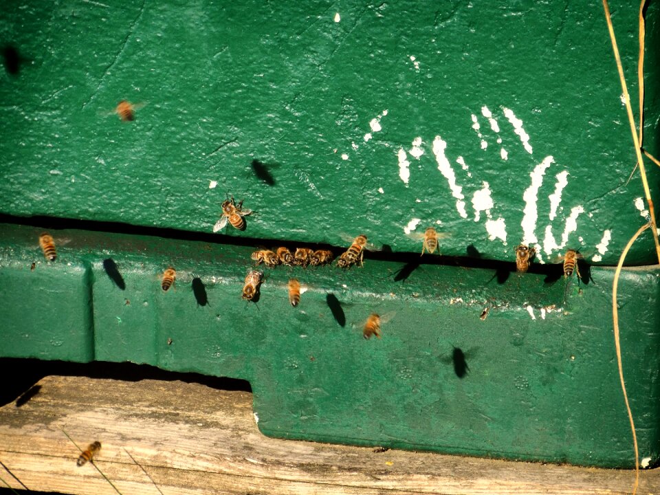 Bees bees box flight