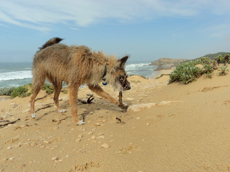 Animal vacation canine