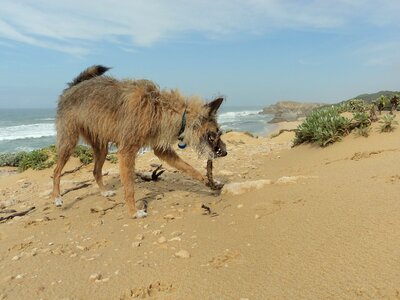 Animal vacation canine photo