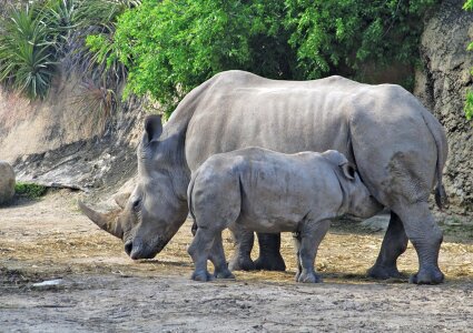 Africa rhinoceros nature