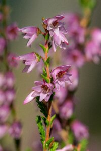 Heather inflorescence nature