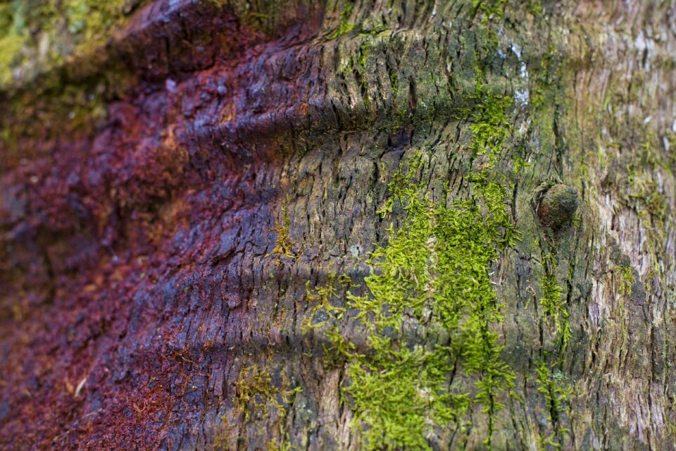 Natural trunk wood