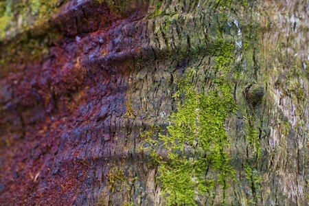 Natural trunk wood