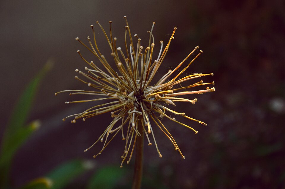 Nature autumn dry