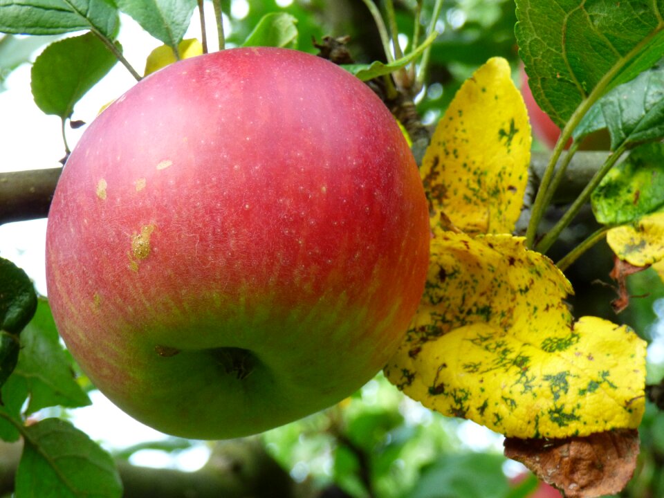 Fruit tree eat garden