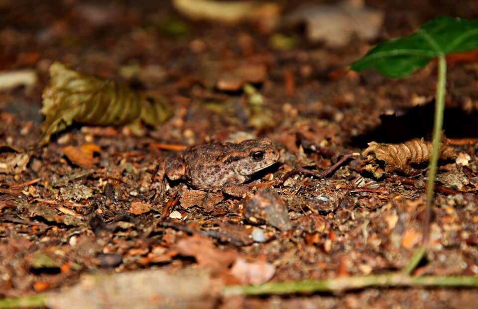 Green a toad nature