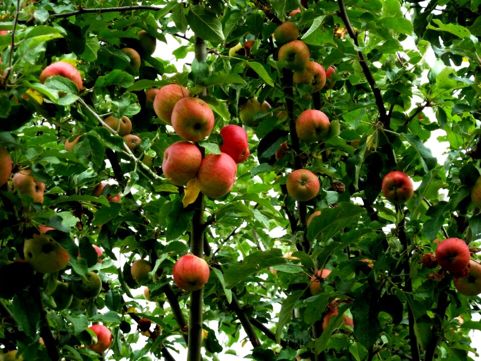 Red green kernobstgewaechs