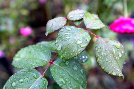 Foliage rose drop of rain