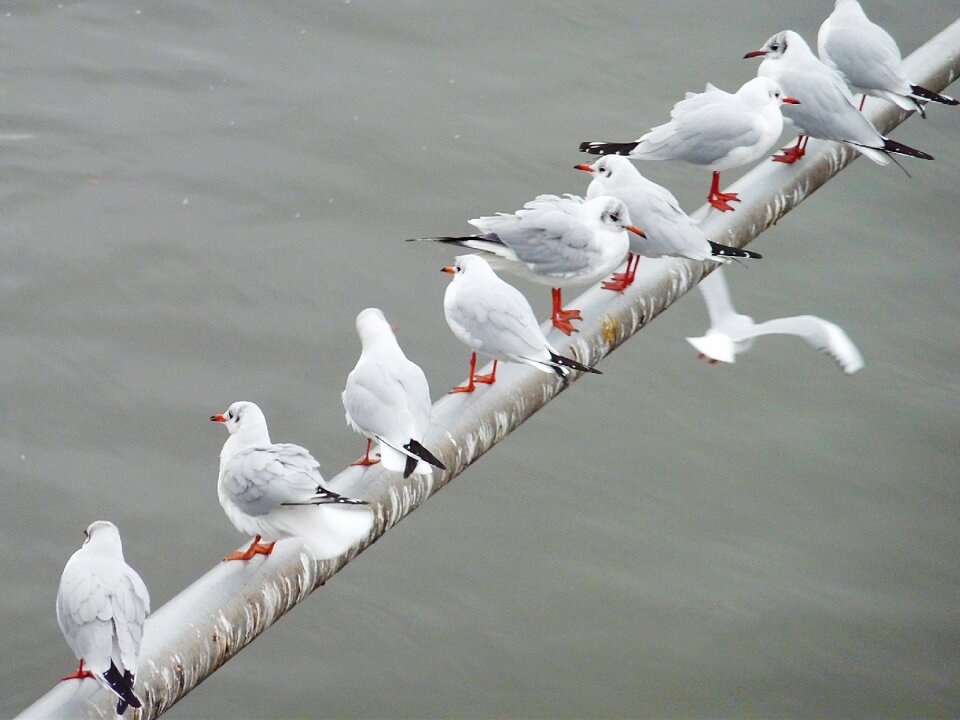 Sky water bird birds
