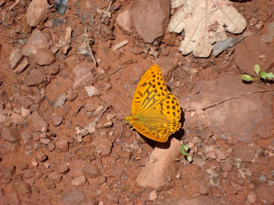 Insect wings