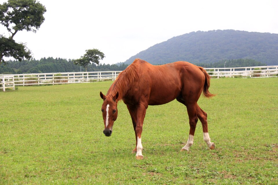 Horse let reonpam outing