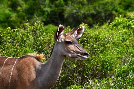 Safari kudu wild animal