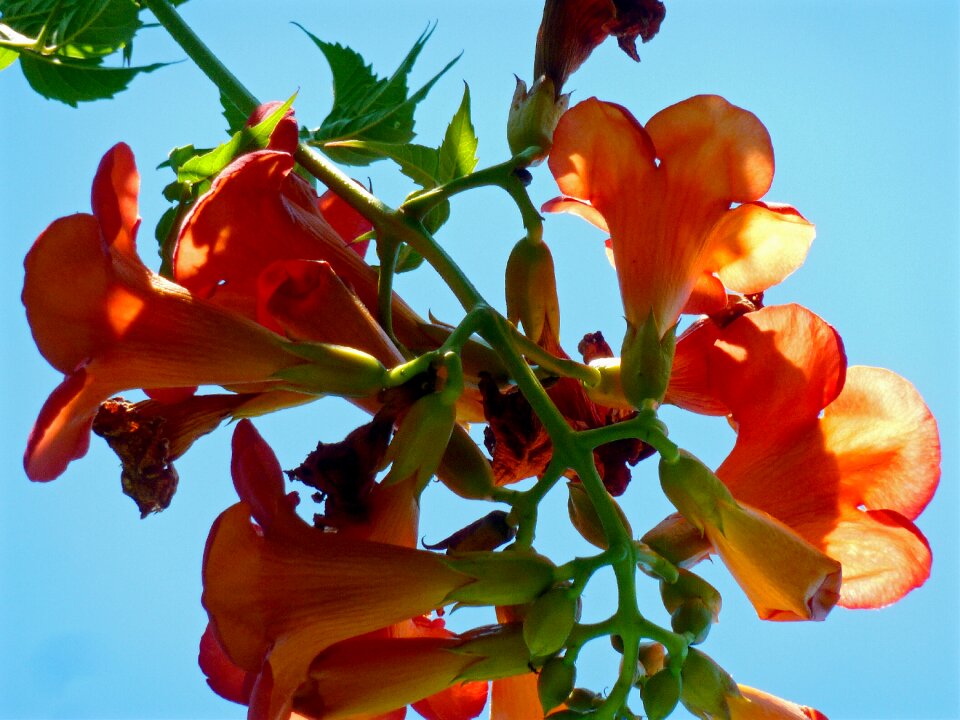 Nature sky bloom