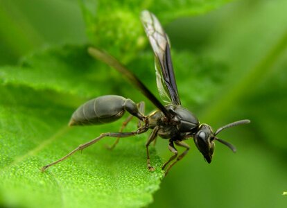 Hornet pedro nunes green sheet