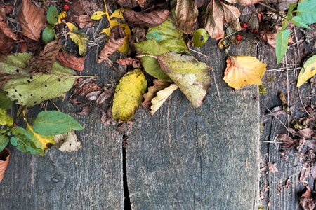 Brown withers fall foliage