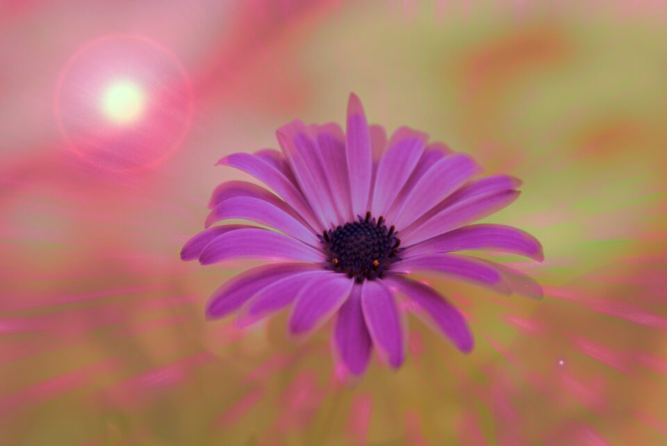 Daisy colors brightness