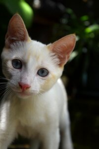Animal pet white skin