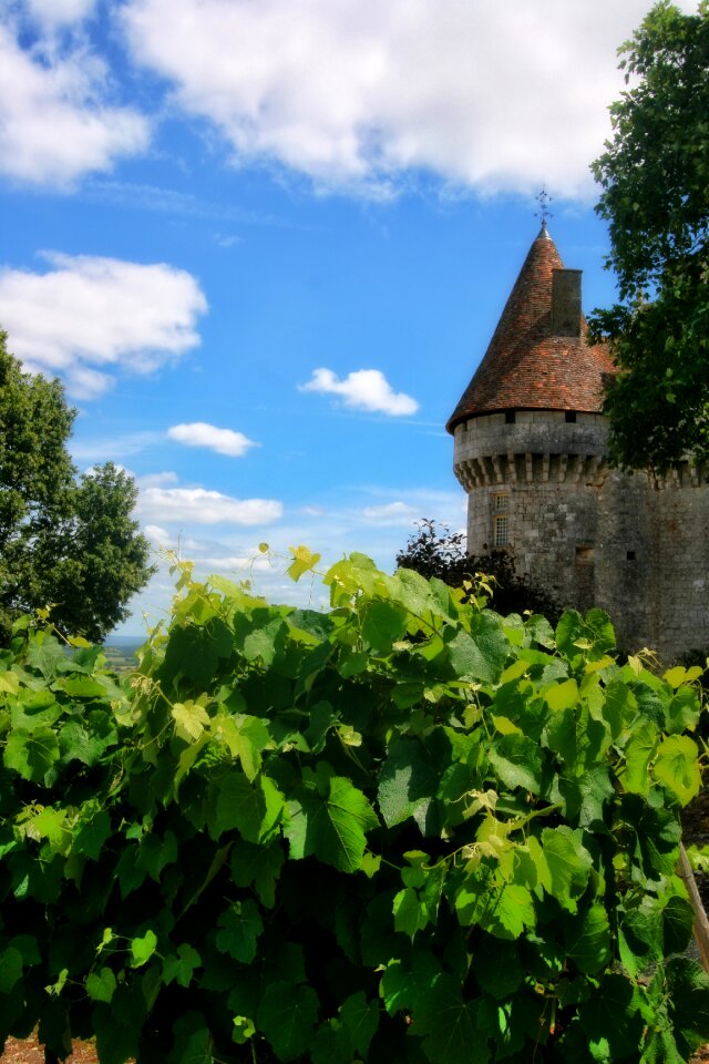Castle vine monbazillac