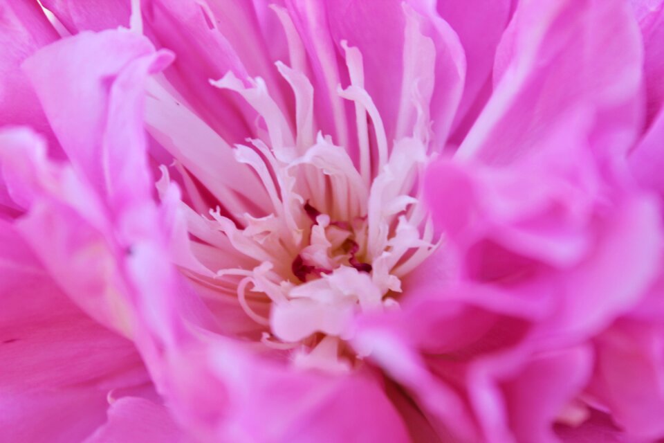 Rose bloom flowers blossom