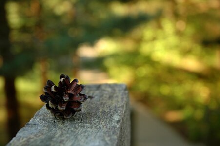 Wood forest macro