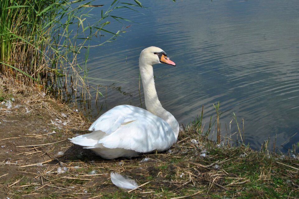 Bank feather water bird