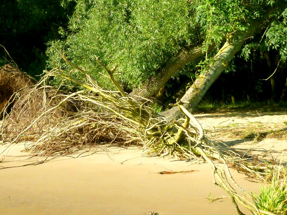 Uprooted root plant