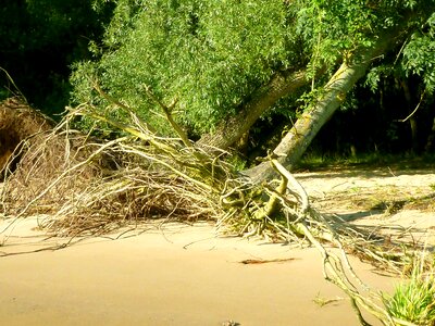 Uprooted root plant