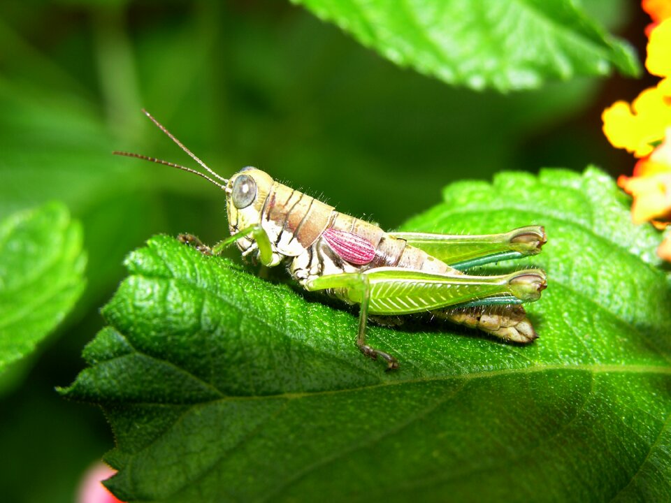 Cricket green sheet pedro nunes