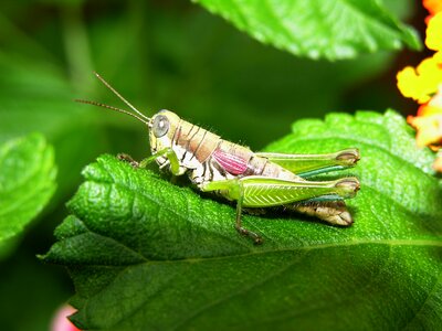 Cricket green sheet pedro nunes