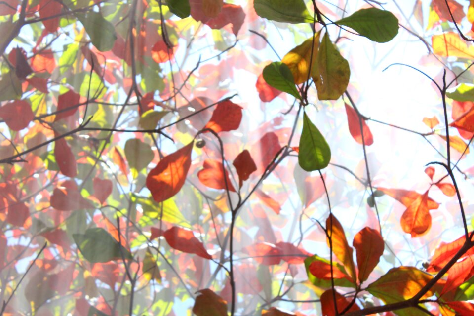 Autumn red leaves light