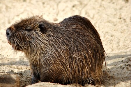 Mammal coypu beaver tail photo