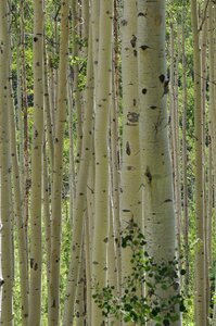 Aspen tree trunks grove photo