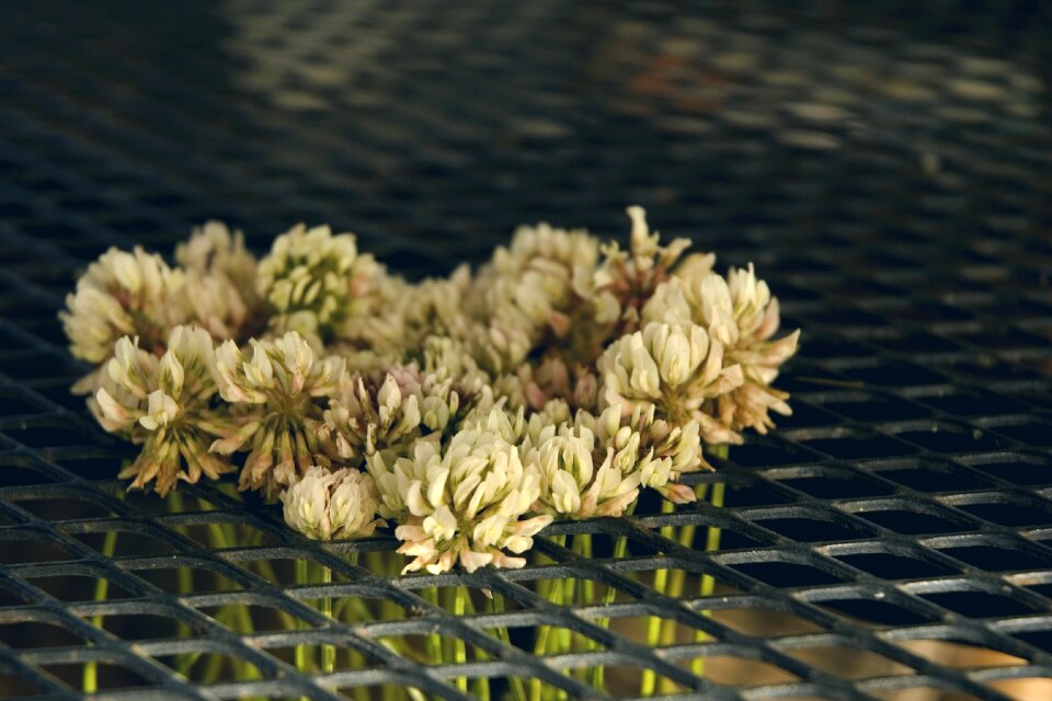 Romantic feeling flower