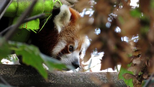 Ailurus fulgens predator zoo photo