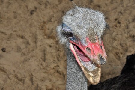 Ostrich bill head