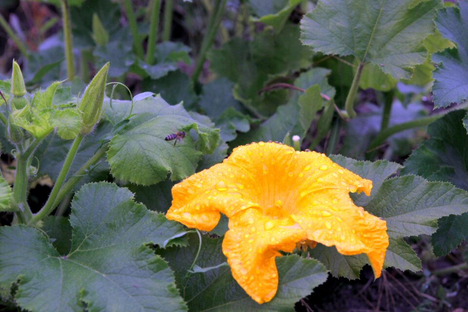 Rain watered bee
