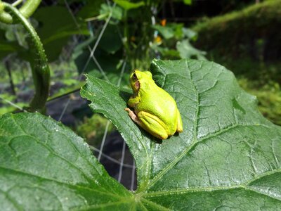 Cucumber cute still
