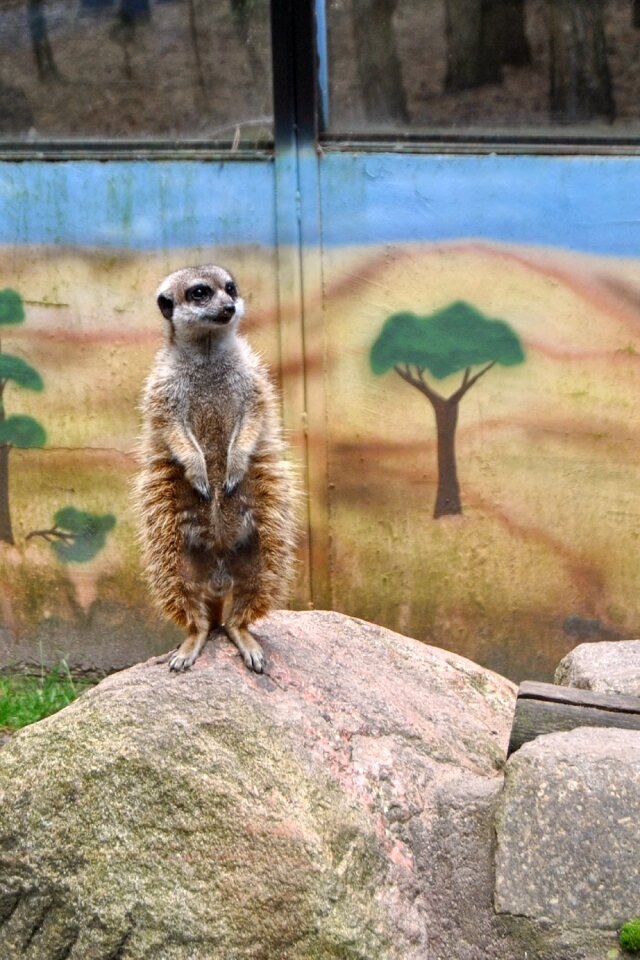 Guard zoo curious