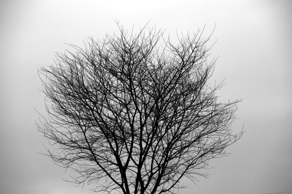 Forest nature branch