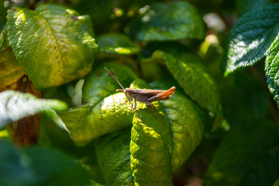 Insect green nature