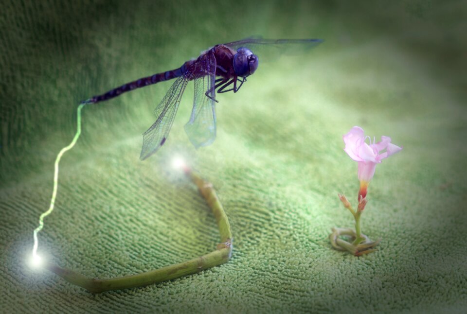 Flower plant fantasy