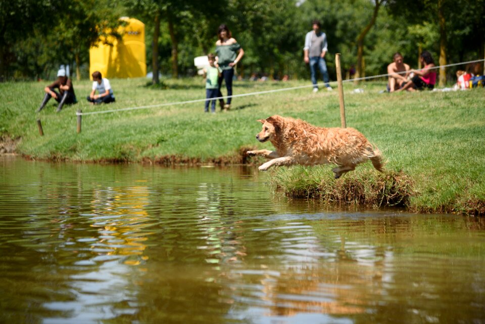 Lake campaign labrador