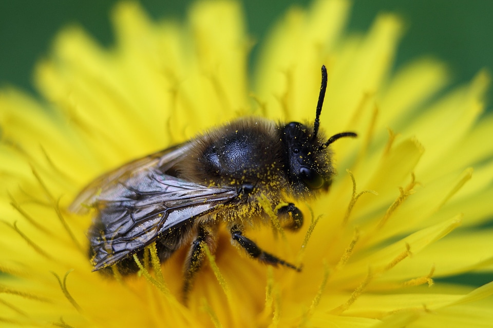 Insect pollen pollination