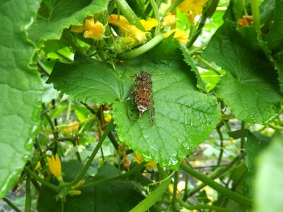 Higurashi insect out-of-place