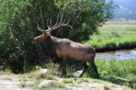Antler animal world in the free