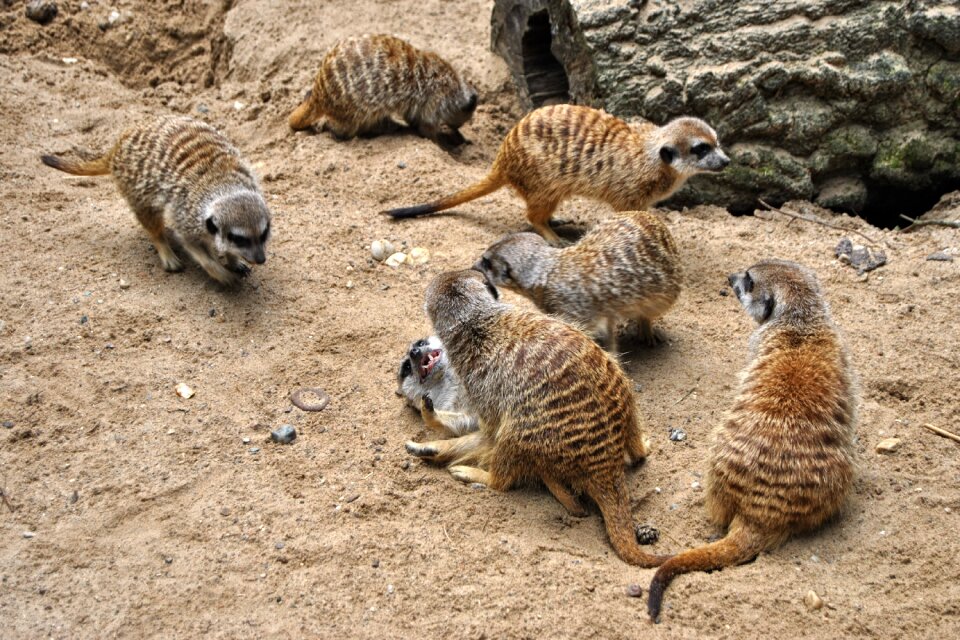 Mammal zoo park