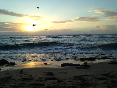 Birds sunset horizon
